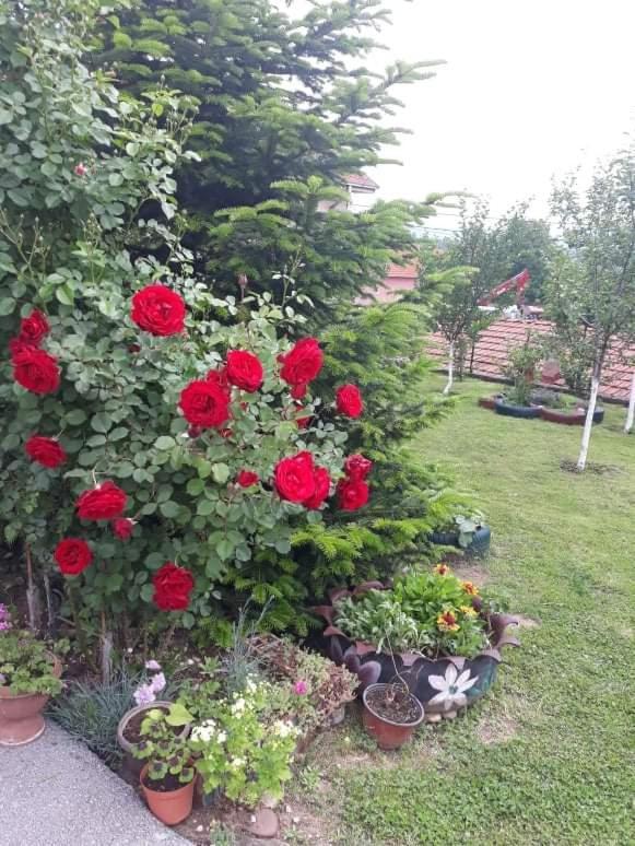 Apartman Drina Berilovac ภายนอก รูปภาพ